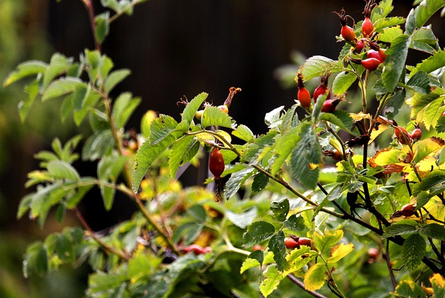 rose hip eye cream anti aging treatment